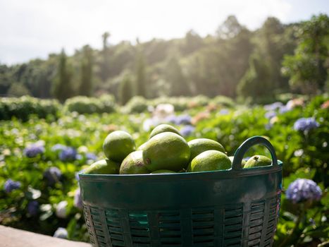 Avocado in a basket placed over a field of hydrangea flowers background on summer day.