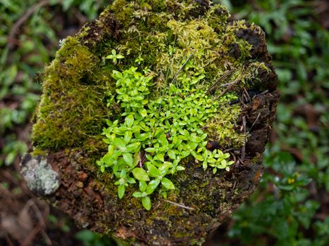 Green moss on rock in the forest of north Thailand.