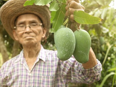 Asian senior gardeners wearing a hat and glasses holding green mangoes, stand in the garden with proud of the agricultural products. Concept of organic farming.