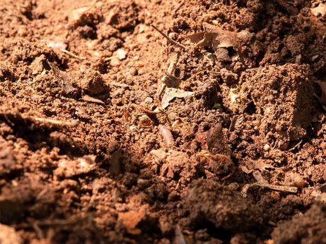 Earthworm in the soil of garden.