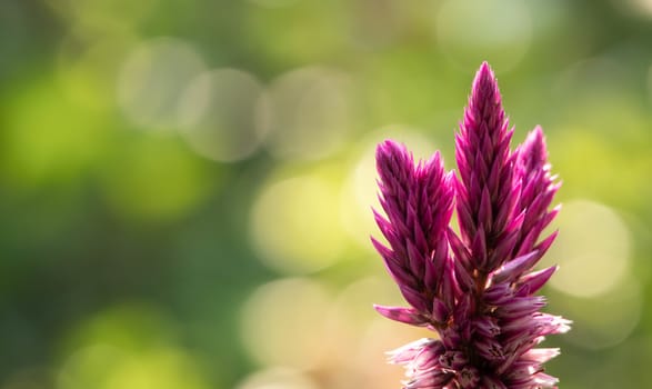 A beautiful purple cockscomb flower (celosia argentea) or Chinese Wool flower, herbaceous plant growing outdoor in the sun on nature blurred background.