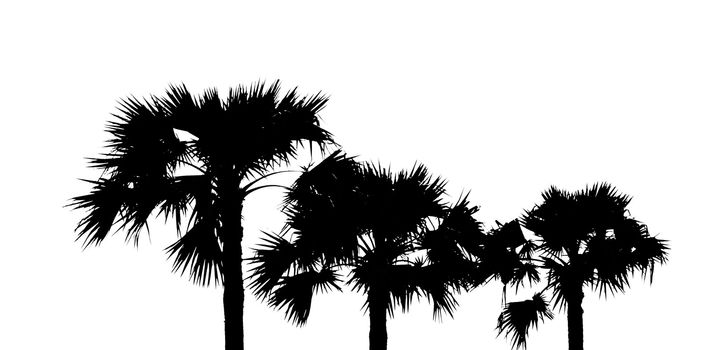 Top view of asian Palmyra palm trees or Sugar palm with leaves on white background. White and black tone.