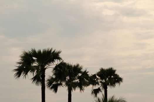 Top view of asian Palmyra palm trees or Sugar palm with leaves on sunset sky background.