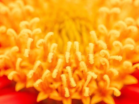 Close up view pollen of red Mexican sunflower (Tithonia rotundifolia).