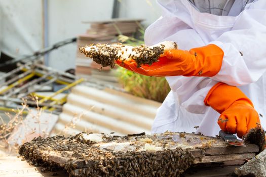 The Asian beekeeper man in a white protective suit is manipulating with honeycomb full of golden honey. Beekeeper harvesting honey in the garden. Beekeeping concept.