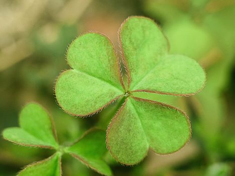 Close up view of green background with three-leaved shamrocks. St. Patrick's day holiday symbol.