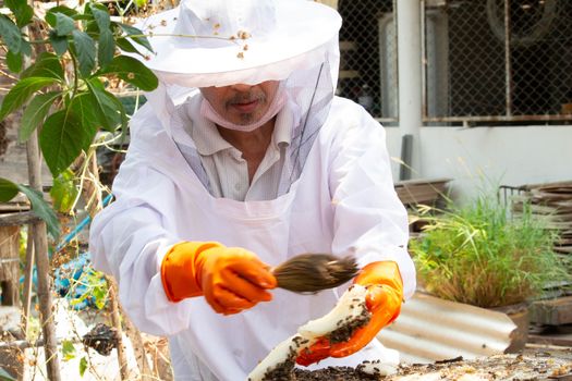 The Asian beekeeper man in a white protective suit is manipulating with honeycomb full of golden honey. Beekeeper harvesting honey in the garden. Beekeeping concept.