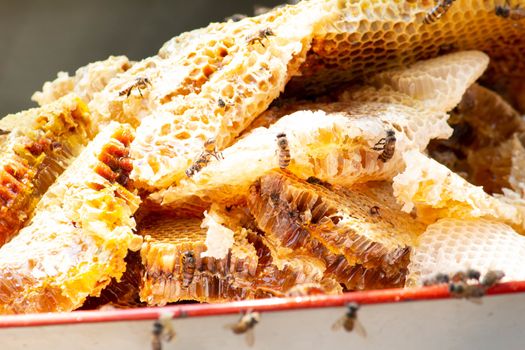 Honeycomb full of organic honey being collected in tray and prepare for pumping honey into the bottle.