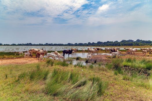 Brahman cattle river watering place livestock India pasture of high grass
