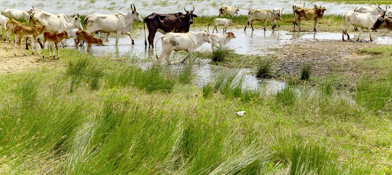Zebu domestic cattle walking watering place river pasture meadow grass landscape