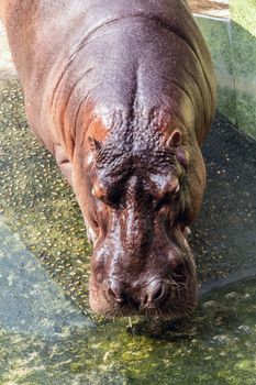 Hippopotamus amphibius male hippo savannah animals wild, Chobe National Park