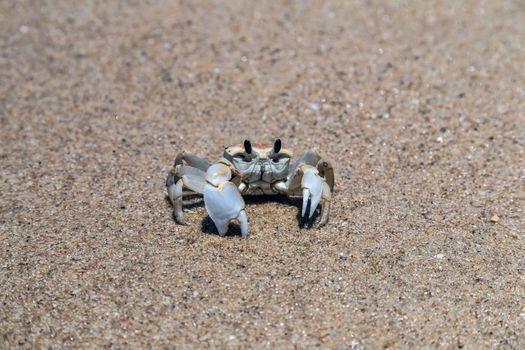 Crab close up in wide sandy beach on a tropical island in Maldives. Sand texture. Sandy beach for background. Top view