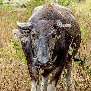 Water buffalo. Side view. pasture meadow grass landscape Yala National Park, Sri Lanka, Asia.