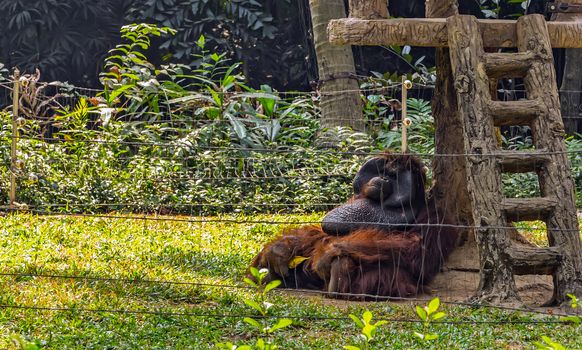 Orangutan sitting. Orangutan Bornean orangutan (Pongo o pygmaeus wurmmbii) in the wild nature.