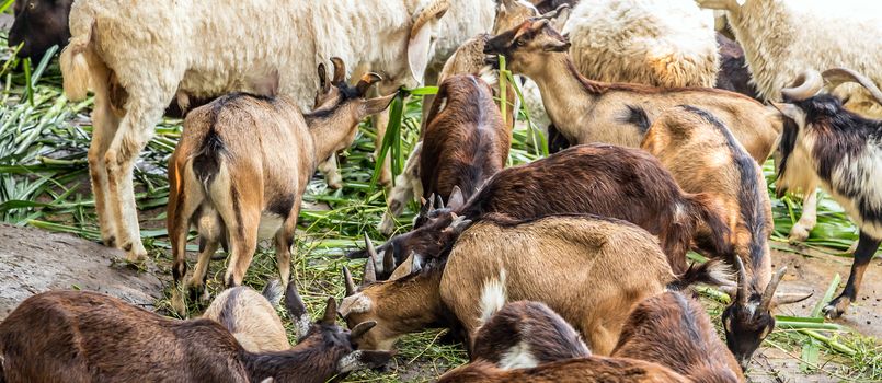 Goats portrait domestic on a farm in the village livestock