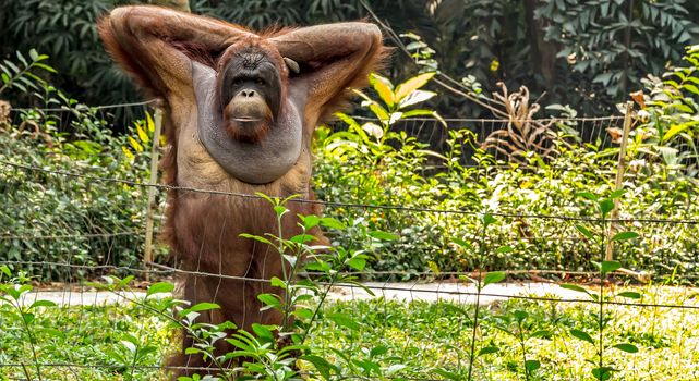 Bornean orangutan (Pongo pygmaeus) posting Wild nature in Tropical Rainforest
