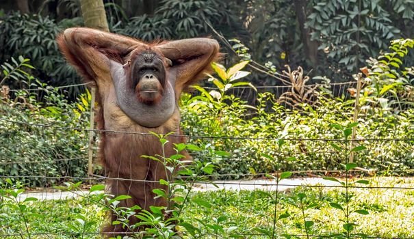 Bornean orangutan (Pongo pygmaeus) Wild nature in Tropical Rainforest