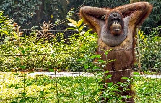 Portrait smiling adult male Bornean orangutan in the wild nature in the rainforest