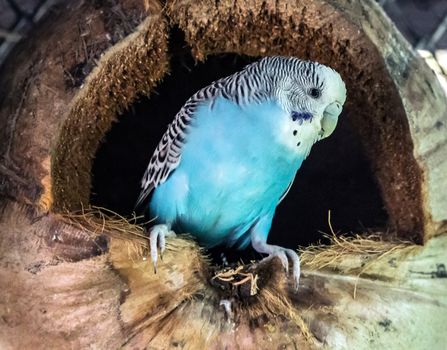 Budgerigars blue Melopsittacus undulatus parrot close up sitting in the nest dried coconut shell.