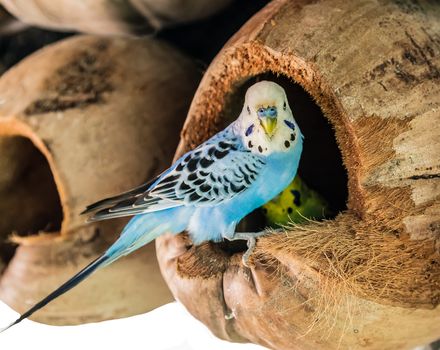 Budgerigar Australian Parakeet Melopsittacus undulatus parrot pet blue Bird sitting in the nest dried coconut shell