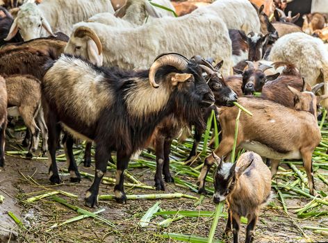 Goats portrait domestic on a farm in the village livestock