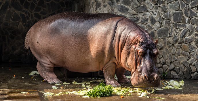 Hippopotamus hippos malawi safari water