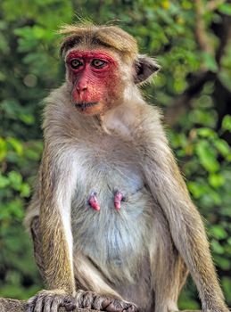 Bonnet monkey primate Macaca radiata, macaque of southern India named for the thatch of long hair forming a cap, or “bonnet,” on the head. Monkey siting.