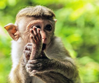 Portrait of Toque Macaque Sri Lankan Monkeys At Yala National Park