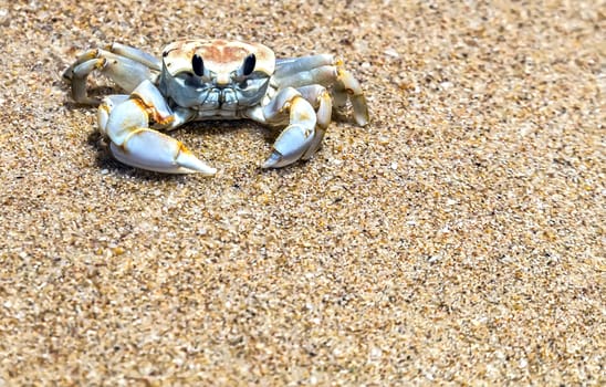 Creeping crab, decoration krab on the sand tropical beach