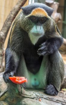 Portrait De Brazza Monkey (Cercopithecus neglectus) Adult single male primates of central Africa