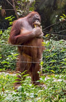 Wild nature in Tropical Rainforest adult male Bornean orangutan