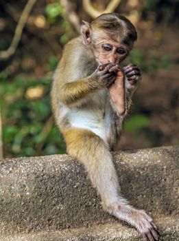 Portrait Toque macaque, Macaca sinica Sri Lanka Monkeys At Yala National Park, blur background
