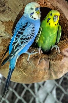 Pair green blue budgerigars (Melopsittacus undulatus) parrot close up sitting in the nest dried coconut shell