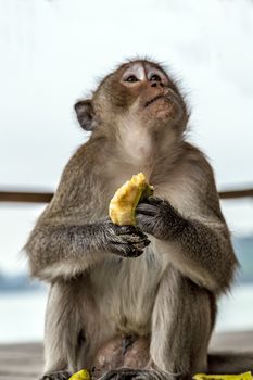 Rhesus monkey. Macaca Mulatta Primates sits and eating banana