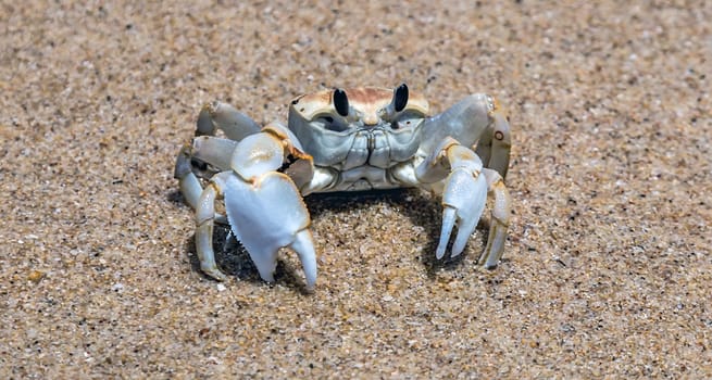 Crab, Summer vacation krab on sandy beach background