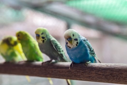 Budgerigar Australian Parakeet Melopsittacus undulatus parrot pet Bird green blue on Tree Branch