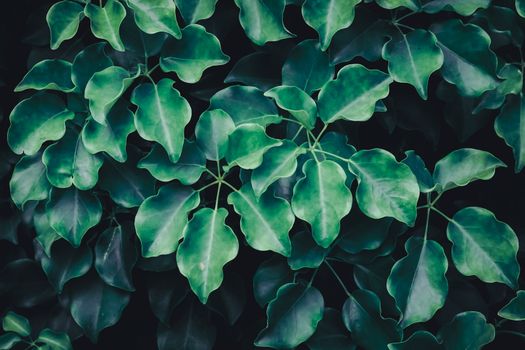 Selective focus closed up tropical summer green leaf dark tone background