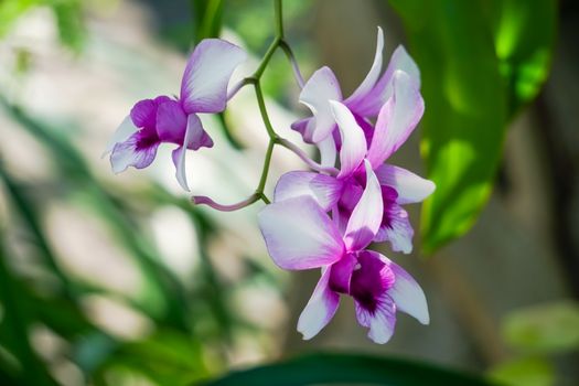 Selective focus of beautiful purple orchids flower on nature green bokeh background.