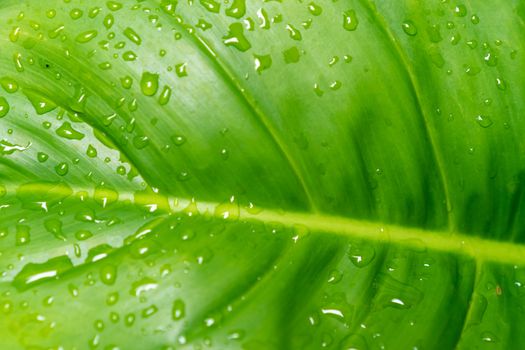 Closed up tropical with rain water drop on leaf texture abstract background.