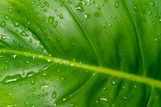 Closed up tropical with rain water drop on leaf texture abstract background.