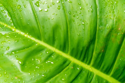 Closed up tropical with rain water drop on leaf texture abstract background.