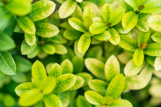 Selective focus closed up tropical summer green leaf background with sunlight.