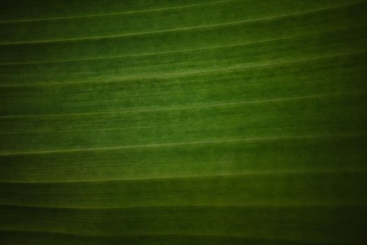 Closed up banana leaf texture abstract background.