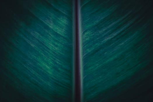 Closed up banana leaf texture abstract background.