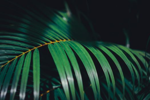 Selective focus closed up tropical summer green leaf dark tone background