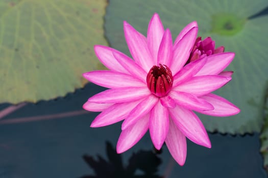 Selective focus of beautiful colorful flowers lotus in pond with summer bokeh background.vintage color style.