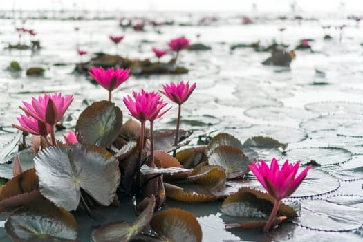 Selective focus of beautiful colorful flowers lotus in pond with summer bokeh background.vintage color style.