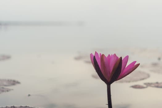 Selective focus of beautiful colorful flowers lotus in pond with summer bokeh background.vintage color style.