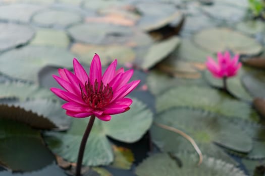 Selective focus of beautiful colorful flowers lotus in pond with summer bokeh background.vintage color style.