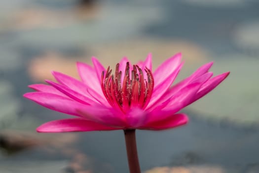 Selective focus of beautiful colorful flowers lotus in pond with summer bokeh background.vintage color style.